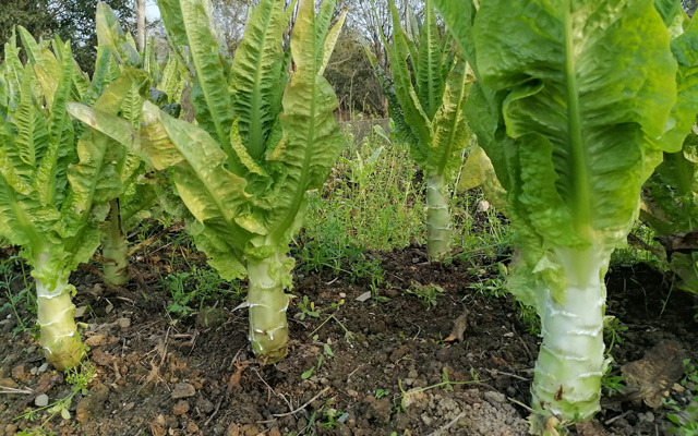 萵筍的高效種植技術要點詳解